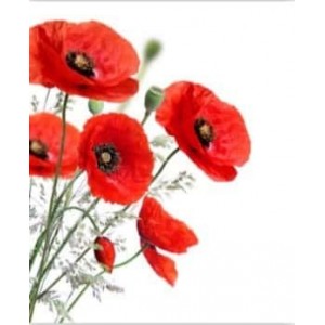 ROLLER σκίασης με ψηφιακό...