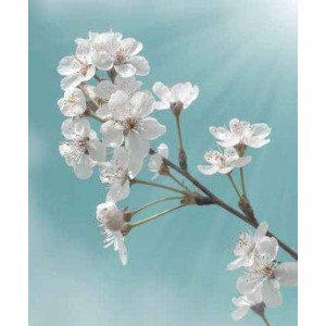 ROLLER σκίασης με ψηφιακό...