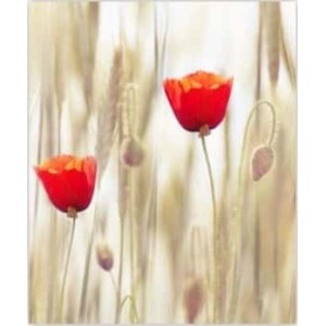 ROLLER σκίασης με ψηφιακό...