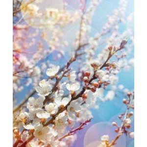 ROLLER σκίασης με ψηφιακό...