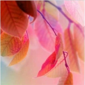 ROLLER σκίασης με ψηφιακό...