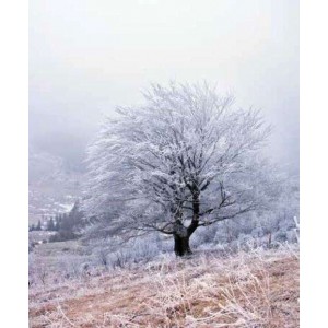 ROLLER σκίασης με ψηφιακό...