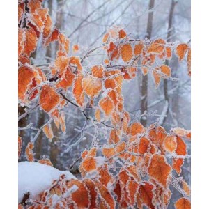 ROLLER σκίασης με ψηφιακό...