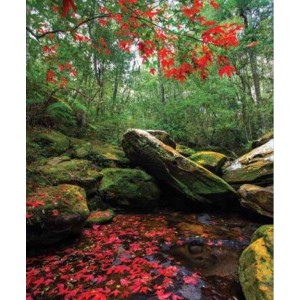 ROLLER σκίασης με ψηφιακό...