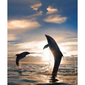 ROLLER σκίασης με ψηφιακό...