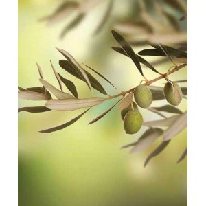 ROLLER σκίασης με ψηφιακό...