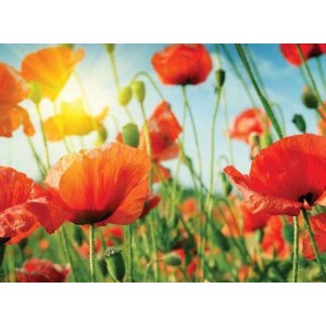 ROLLER σκίασης με ψηφιακό...