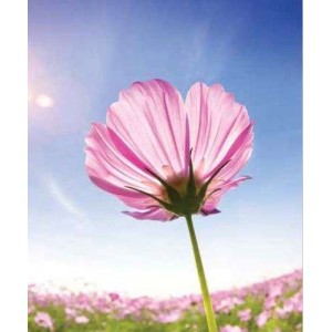 ROLLER σκίασης με ψηφιακό...