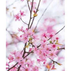 ROLLER σκίασης με ψηφιακό...