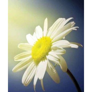 ROLLER σκίασης με ψηφιακό...