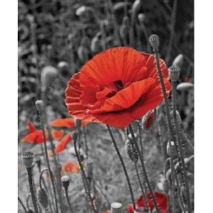 ROLLER σκίασης με ψηφιακό...