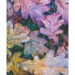 ROLLER σκίασης με ψηφιακό...