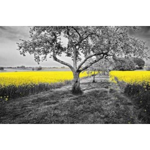 ROLLER σκίασης με ψηφιακό...